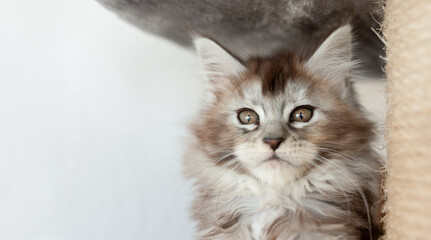 studio portrait of gray and white tabby kitten looking forward sticking tongue out against a light...