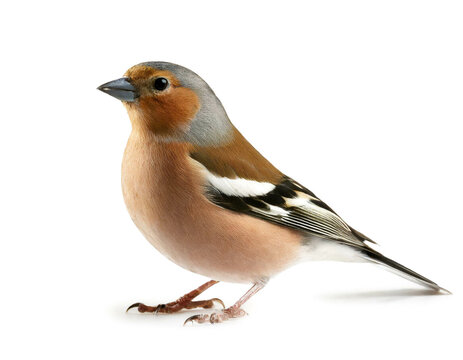 Buchfink isoliert auf wei&szlig;en Hintergrund, Freisteller 