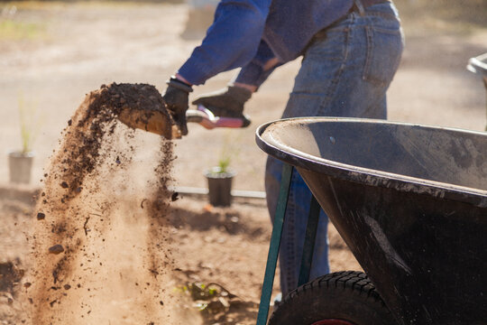 Man shoveling dry dusty dirt into a wheelbarrow, gardening
