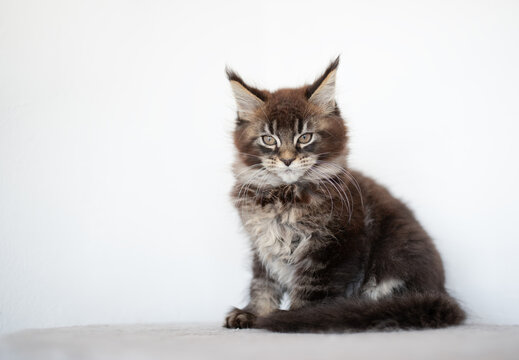 a Maine Coon kitten standing on cat furniture