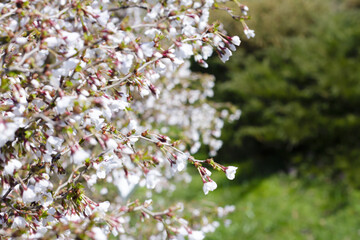 Small white flowers on a green background with space for a copy. Beautiful Spring Banner Mother's Day Birthday Wedding Text Advertising Space Greeting Text Greeting Card