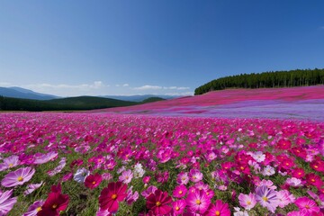 Obraz premium Field of flowers
