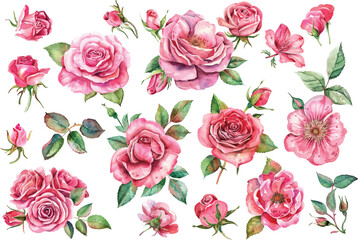 Watercolor pink rose floral watercolor