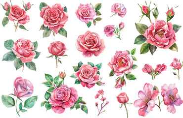 Watercolor pink rose floral watercolor