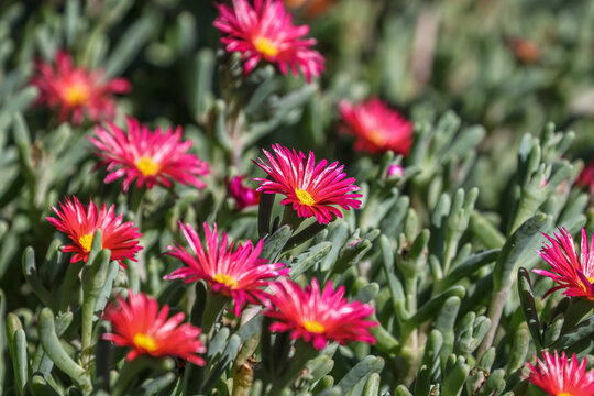 Malephora crocea is a species of flowering plant in the ice plant family known by the common name coppery mesemb and red ice plant. 