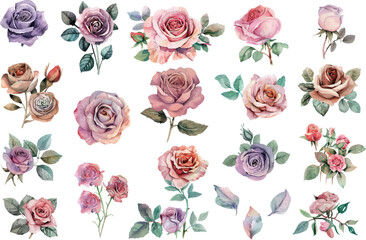 set of roses