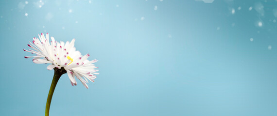 A white flower with a yellow center stands out against the electric blue sky, creating a beautiful...