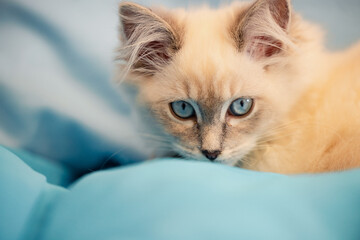 Young white kitten with vibrant blue eyes