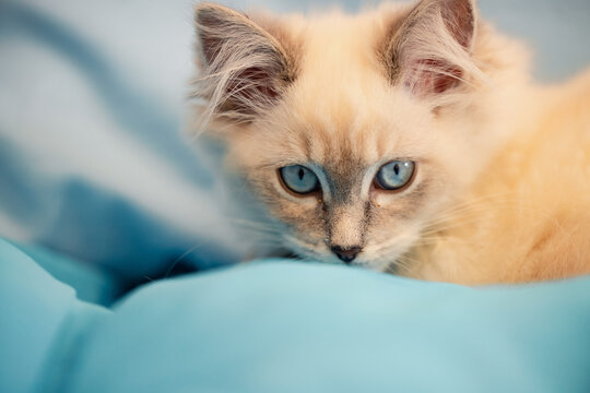 Young white kitten with vibrant blue eyes