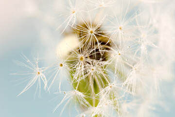 Macro photography of a dandelion flower, showcasing the transparency of its petals and seeds blowing in the wind. A beautiful display of nature in action
