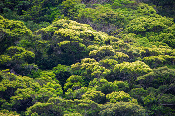 春、新緑、新緑の山