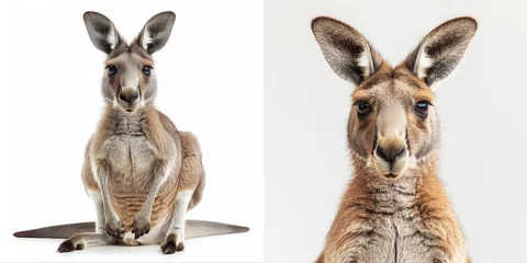 Foto op Aluminium A close-up portrait of a kangaroo with large ears and brown eyes, isolated on white. © khonkangrua