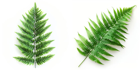 A vibrant green fern leaf with detailed fronds, isolated on a white background.