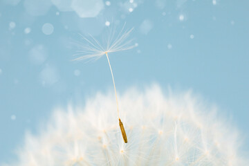 A dandelion seed is gracefully floating through the air, carried by the wind against a backdrop of...