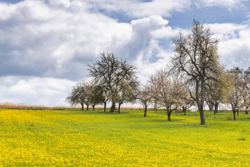 Obraz premium Spring landscape with yellow meadows and blossom trees. Turiec Region in north of Slovakia, Europe.