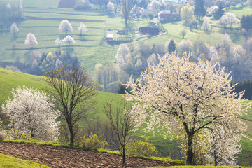 Spring landscape with blossom trees on a green meadows near The Hrinova village in Slovakia, Europe. © Viliam