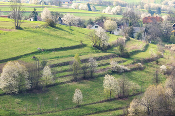 Spring landscape with blossom trees on a green meadows near The Hrinova village in Slovakia, Europe. © Viliam
