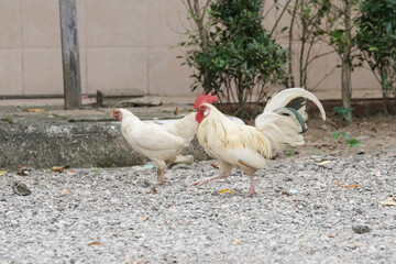 male chicken or big cock relaxing