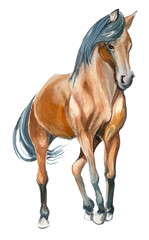 Haorse illustration isolated on a white backgrounf.Watercolor horse painting. Rodeo concepr design. © Victoria