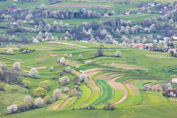 Spring landscape with blossom trees on a green meadows. The Hrinova village in Slovakia, Europe. © Viliam