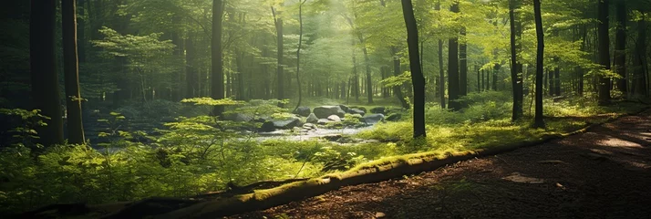 Foto op Plexiglas Beautiful forest landscape with sun rays, banner © Svetlana