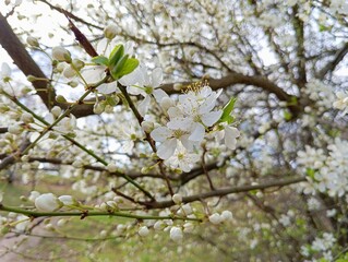 apple blossoms, blooming tree