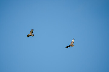 wild red kites (Milvus milvus) in flight in a clear blue sky