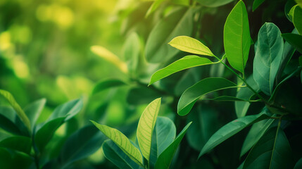 Obraz premium Nature of green leaf in garden at summer. Natural green leaves plants using as spring background cover page greenery environment ecology wallpaper.