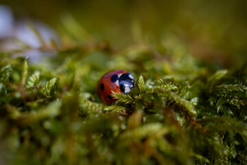 A close up of a ladybird on moss, with a shallow depth of field
