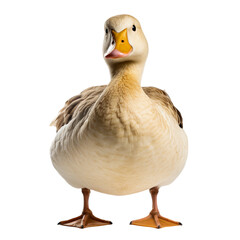 goose isolated on transparent background