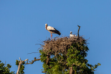 Looking up at a white stork and a chick in a nest on a tree top, with a blue sky overhead