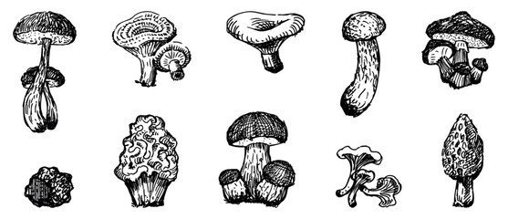 Edible forest mushrooms, russula, boletus, milk mushrooms, chanterelles, truffle, delicious, raw, food healthy, set,sketches, vector hand drawings isolated on white - obrazy, fototapety, plakaty