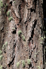 close up of the rough structure of the bark of a conifer tree with little patches of beard lichen growing on the bark