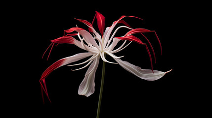 Fototapeta na wymiar spider lily on a black background