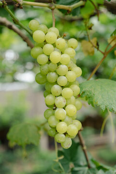 Bunch of green grape on tree, fruit farm organic