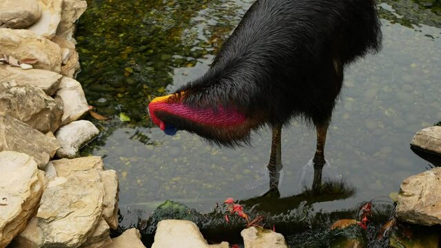 Casuarius bennetti bird lick himself on a pond