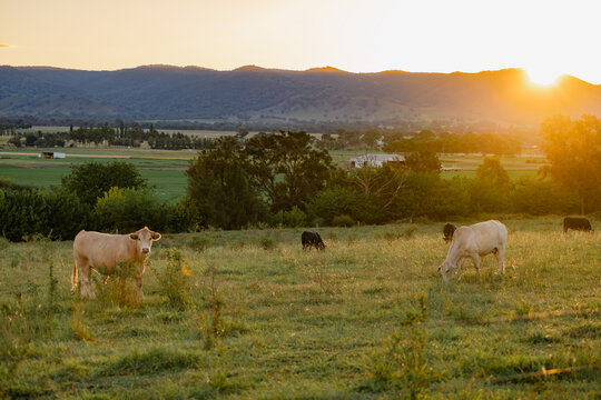 Cows grazing in paddock in golden afternoon light with the Mudgee Region's rolling hills in the back