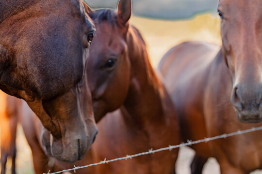 Group of horses gathering together at fence line on rural property