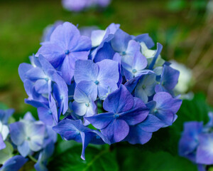 Blue Hydrangea flower head