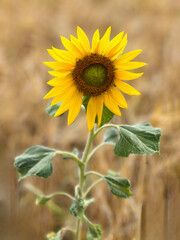 Solitary Sunflower Field