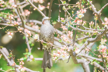 大手門の梅の花で蜜を吸うヒヨドリ