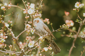 大手門の梅の花で蜜を吸うヒヨドリ