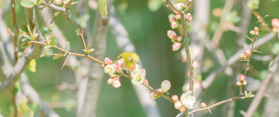 大手門の梅の花で蜜を吸うヒヨドリ