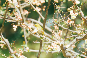 大手門の梅の花で蜜を吸うヒヨドリ