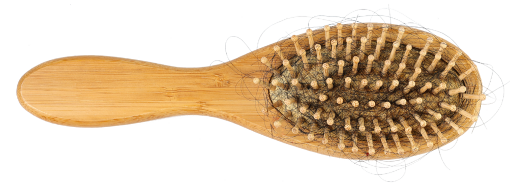 Alopecia hair loss problem, health care concept. Closeup dirty hairbrush with a bunch of loss long hair inside, isolated on white background.