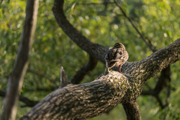 Duck resting on a tree branch near pond on a summer day