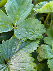 Fresh Strawberry Leaves and Flower