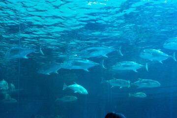 Beautiful Aquarium and Underwater Zoo of the Mall,Underwater tunnel at an aquarium,sea life at...