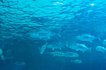 Beautiful Aquarium and Underwater Zoo of the Mall,Underwater tunnel at an aquarium,sea life at Underwater Ocean on vacation.