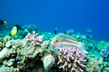 Fototapeta na wymiar Klunzingers Lippfisch auf einem Korallenriff im Roten Meer dem Betrachter zugewandt